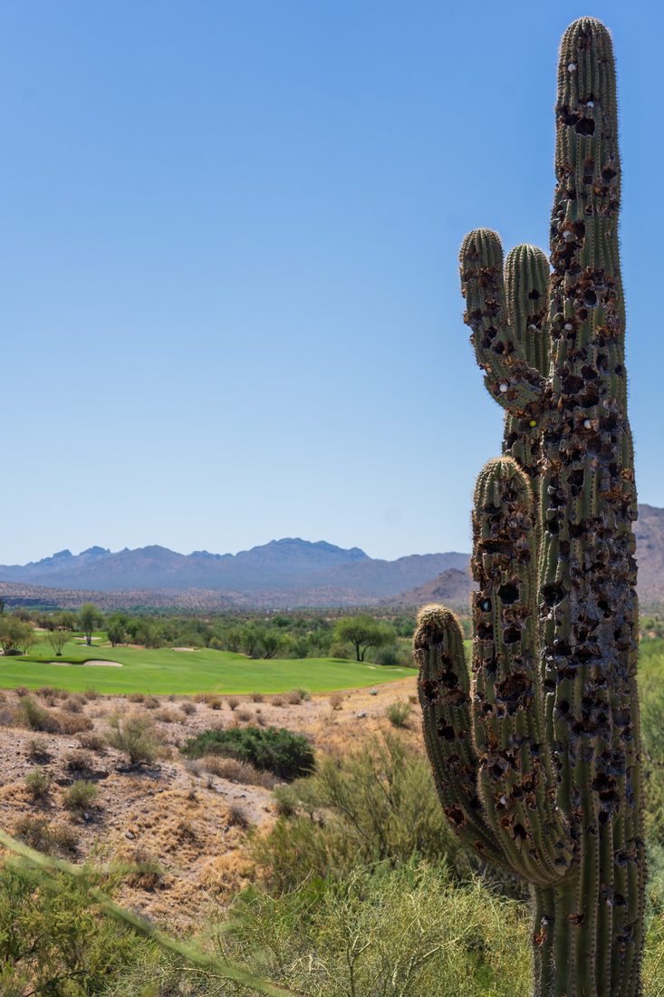 Saguaro cactus above a desert fairway